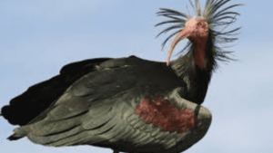 Bald Ibis Makes A Comeback In Europe: Scientists Teach Extinct Birds To Migrate Again