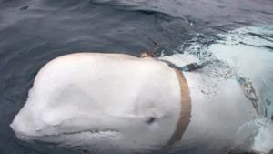 Russian Spy Whale Mystery Solved: New Reports Suggests Reason Of Death Not Bullets