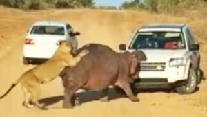 Watch: Land Rover Caught in Crossfire As Eight Lionesses Take on a Hippo in Kruger