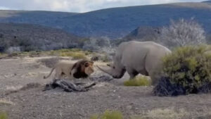 A Close Encounter in Wild in South Africa: Watch