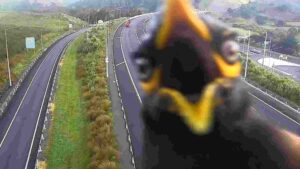 Angry Bird Steals Spotlight on New Zealand Highway Traffic Cam | WATCH