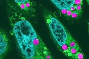 Scientists Create Photosynthesizing Animal Cells: A Revolutionary Breakthrough