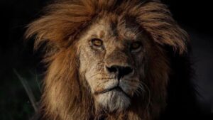 Animals Fear Humans More Than Lions in South Africa | Study