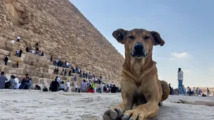 Apollo The Pyramid Dog: Stray Becomes Symbol Of Resilience And Tourism Boost