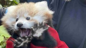 Baby Red Panda at Edinburgh Zoo Dies, Chocks On Vomit Due To Fireworks