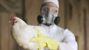 Canada Reports First Likely Human Case Of H5 Bird Flu In British Columbia; Doctors Label It A ‘Rare Event