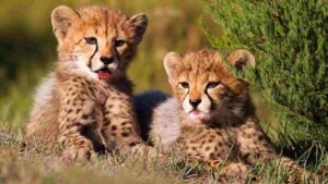 Two Cubs Born To Cheetah Neerva At Kuno National Park Found Dead