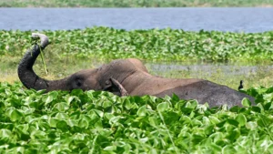 Chhattisgarh: Elephant Rampage Claims Lives of 12-Year-Old and His 8-Year-Old Sister