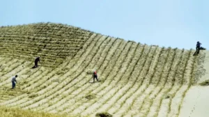 China Great Green Wall: 46 Years of Tree Planting Complete Around Its Largest Desert