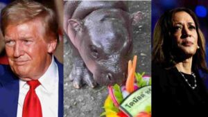 Is ‘Viral Hippo’ the Next ‘Nostradamus’? Hippo’s Prediction About 2024 US Election Come True