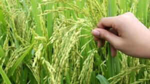 India’s Kharif Foodgrain Production Hits Record High: Projected at 1,647 Lakh Metric Tonnes for 2024–2025