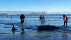 Over 30 Stranded Pilot Whales Rescued On New Zealand Beach