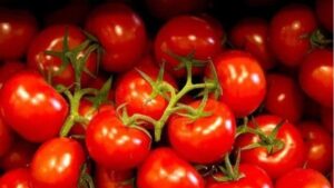 Tomato Prices Drop Over 22% in a Month Due to Improved Supply