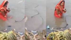 Watch: Woman Makes Way For Snake During Chhath Puja Ritual