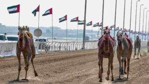 Al Wathba Hosts UAE’s Prestigious Zayed Grand Camel Race 2024