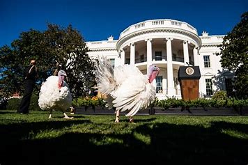 Biden’s Final Turkey Pardon: Peach And Blossom Join The “Free Birds” Of The USA