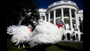 Thanksgiving Tradition: How Turkey Pardoning Became a White House Staple