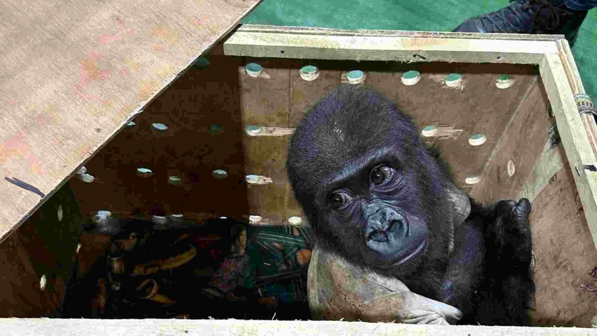 Baby Gorilla Rescued After Being Found Stuffed Inside Crate at Istanbul Airport