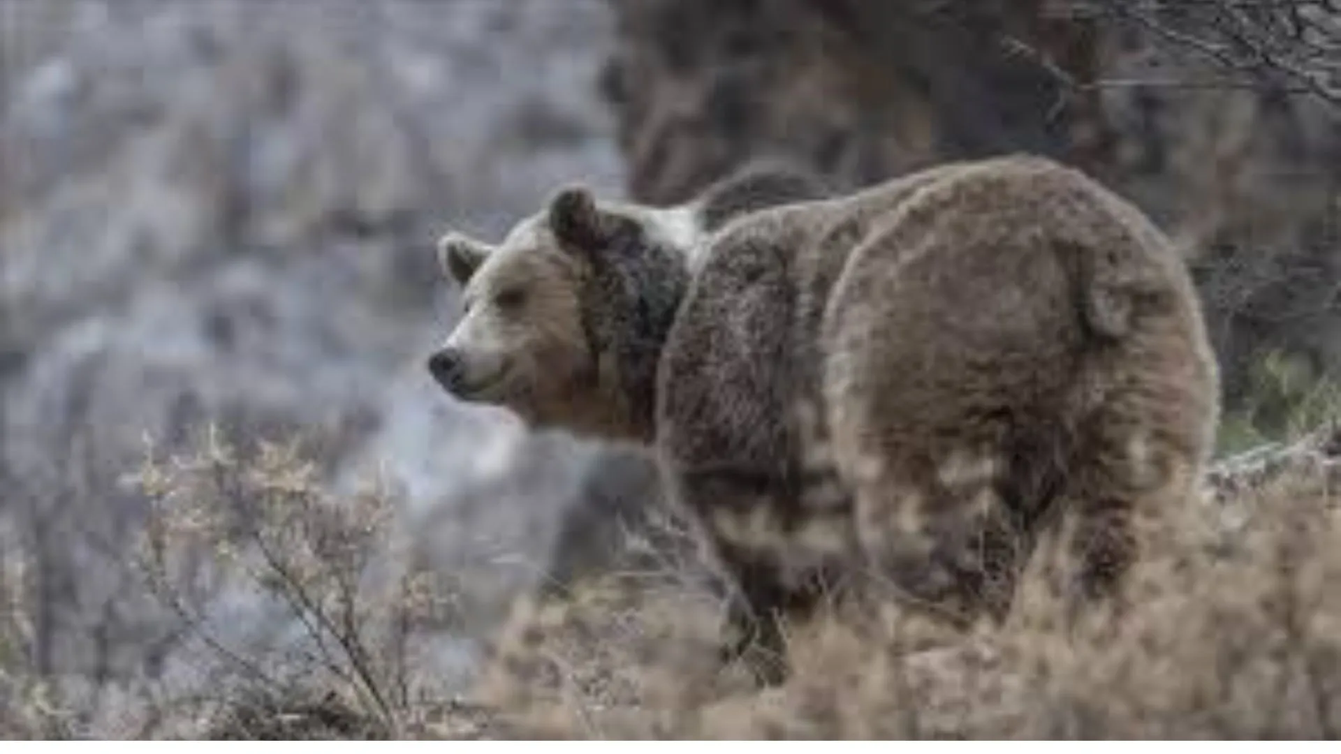 Bear Found in Japanese Man’s Living Room as Government Considers Easing Shooting Laws