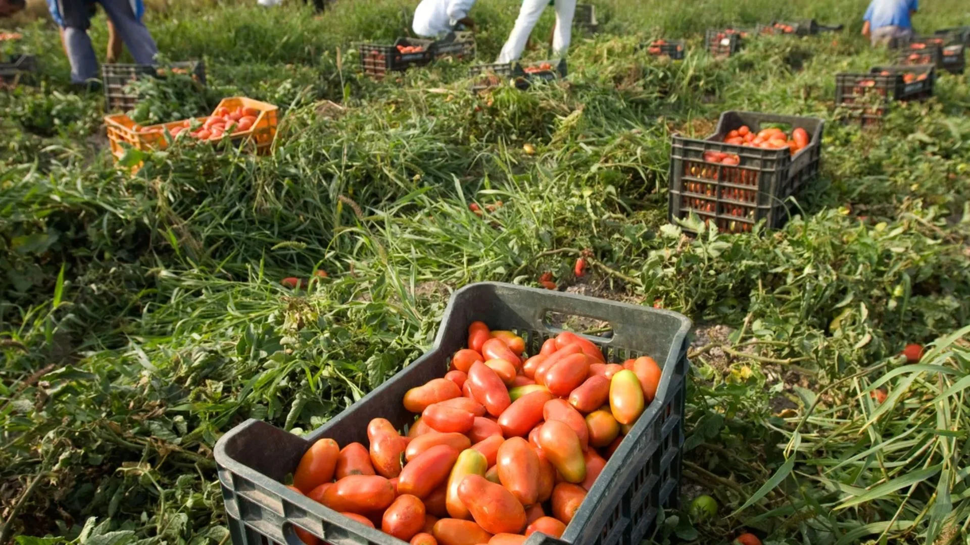 Shocking Investigation Links Forced Labour From China Behind 'Italian' Tomato Purees