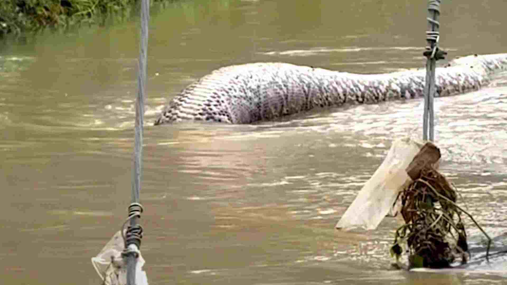 Watch: Giant Python Spotted Floating on Flooded Road in Thailand