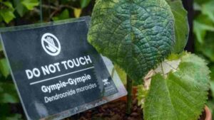 Gympie-Gympie: ‘World’s Most Poisonous Plant’ That Led a Man to Shoot Himself