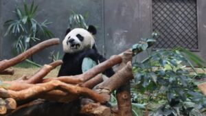 Hong Kong Spends Rs 76 Lakh On Panda Renaming, Keeps Original Names