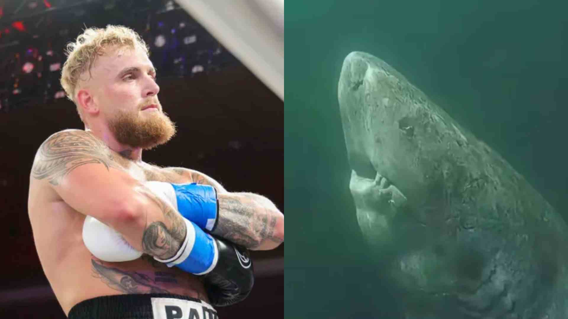 Jake Paul’s Reveals Next Opponent After Tyson: A 392-Year-Old Shark!