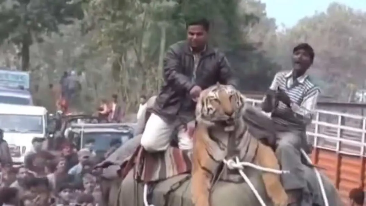 Man-eater Tiger Being Tied To Elephant Back Sparks Outrage: Animal Rights Groups Call for Justice | WATCH