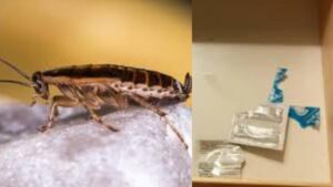 Man Fakes ‘Dead Cockroaches, Used Condoms…’ For Free Stays In Hotels