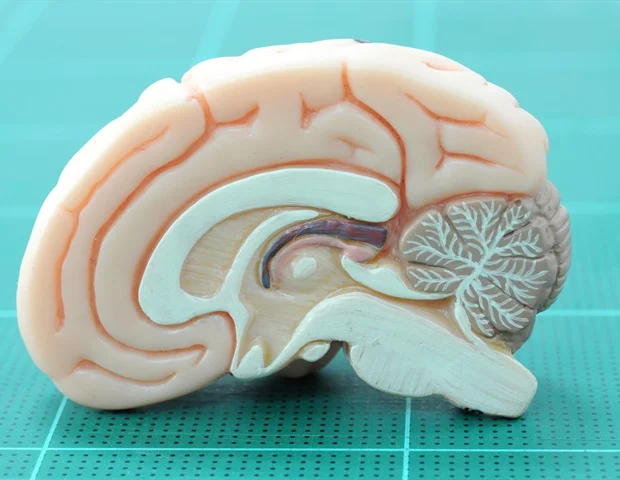 Oxytocin and Social Fear: Professor Neumann’s Groundbreaking Insights!