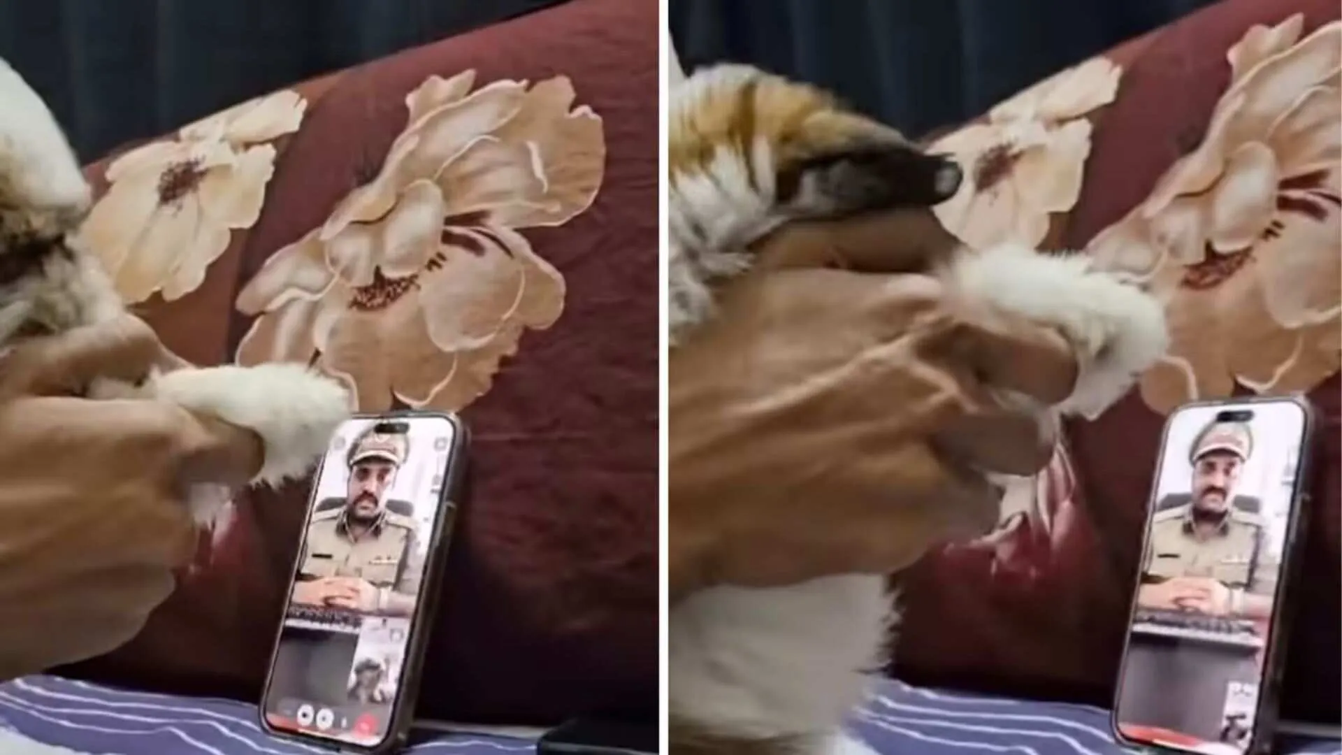 Puppy Pranks Fake Police Officer, Video Goes Viral | WATCH