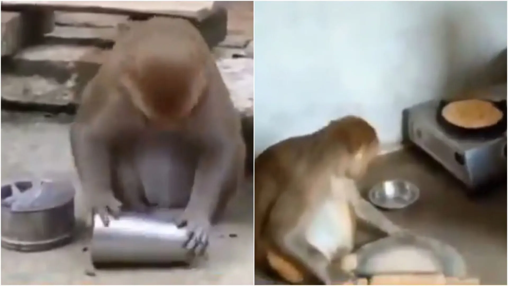 Meet Rani: Moneky with ‘Human-Like Habits’ Becomes Social Media Star