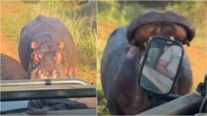 Safari Tourists Narrowly Escape Furious Hippo’s Charge In South Africa | Watch The Close Call!