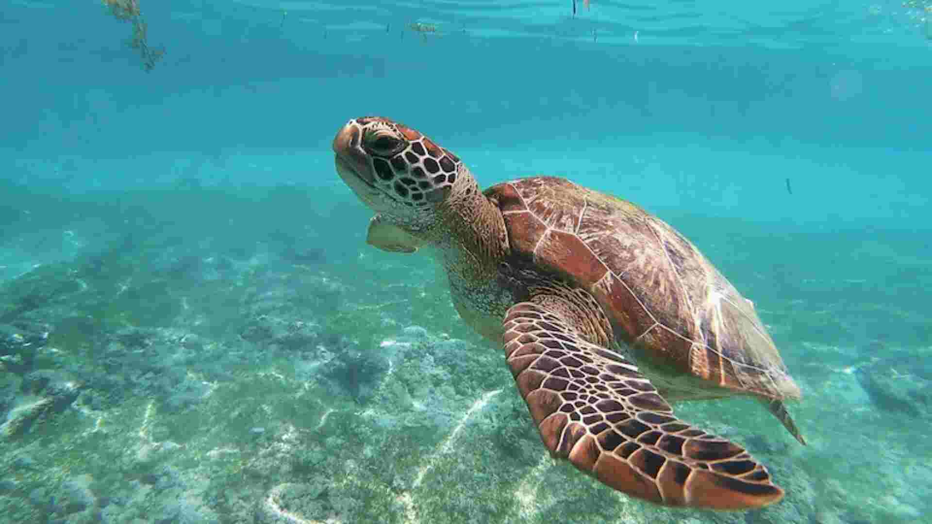 Sea Turtle