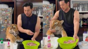 Tiger’s Puppy-Like Reaction to Owner’s Homemade Food Will Melt Your Heart