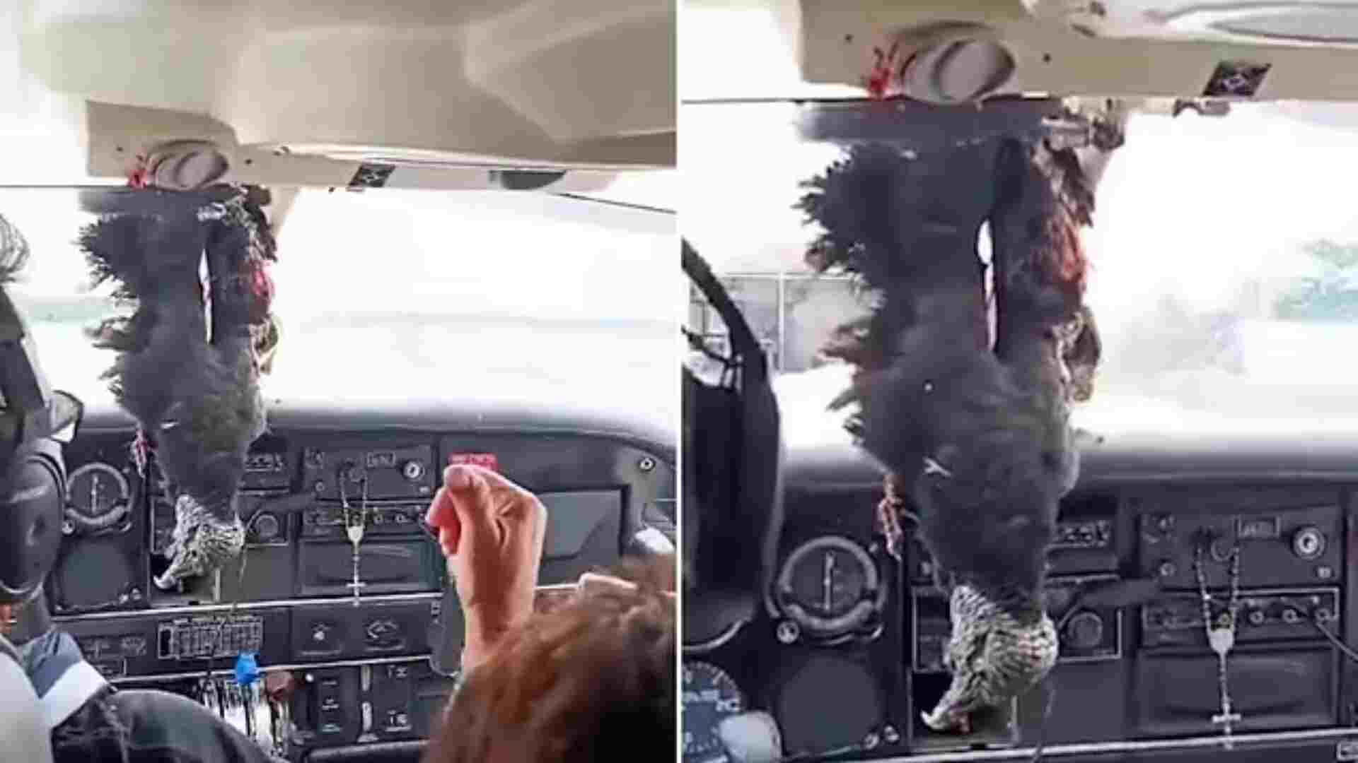 Pilot Makes Safe Landing After Vulture Crashes Through Windshield in Brazil