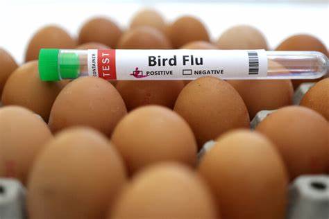 The WHO is calling for enhanced bird flu surveillance as global concerns rise over the potential spread of avian influenza to humans. Strengthening monitoring systems is crucial to preventing a potential health crisis and ensuring timely response to outbreaks.