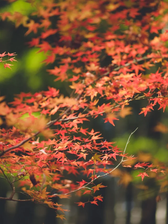 Japan In Fall Look Incredible: What Makes Autumn in Japan Special?