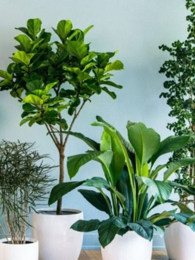 Indoor Plants That Cultivate Happiness And Positive Vibes At Home