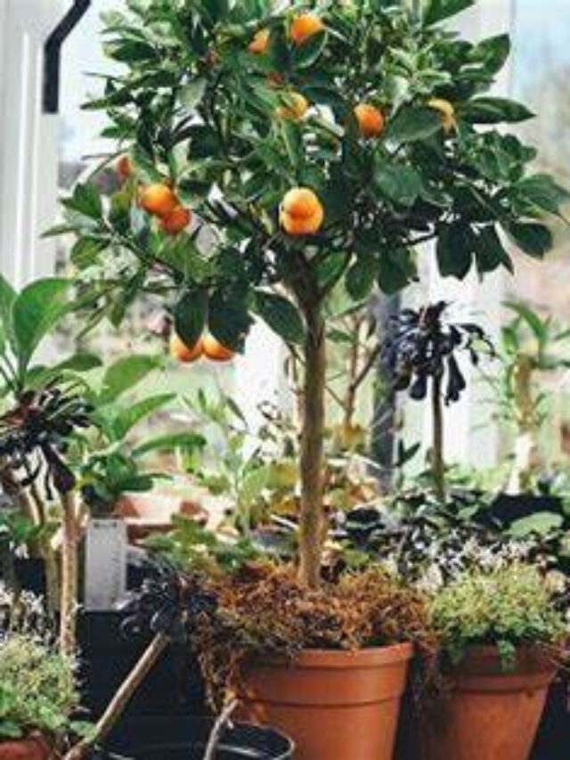 Fruits That Can Easily Grow In A Small Balcony Space