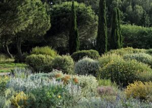 Exploring the Heart-Healthy Benefits of Mediterranean Plants for Cardiovascular Disease Prevention”