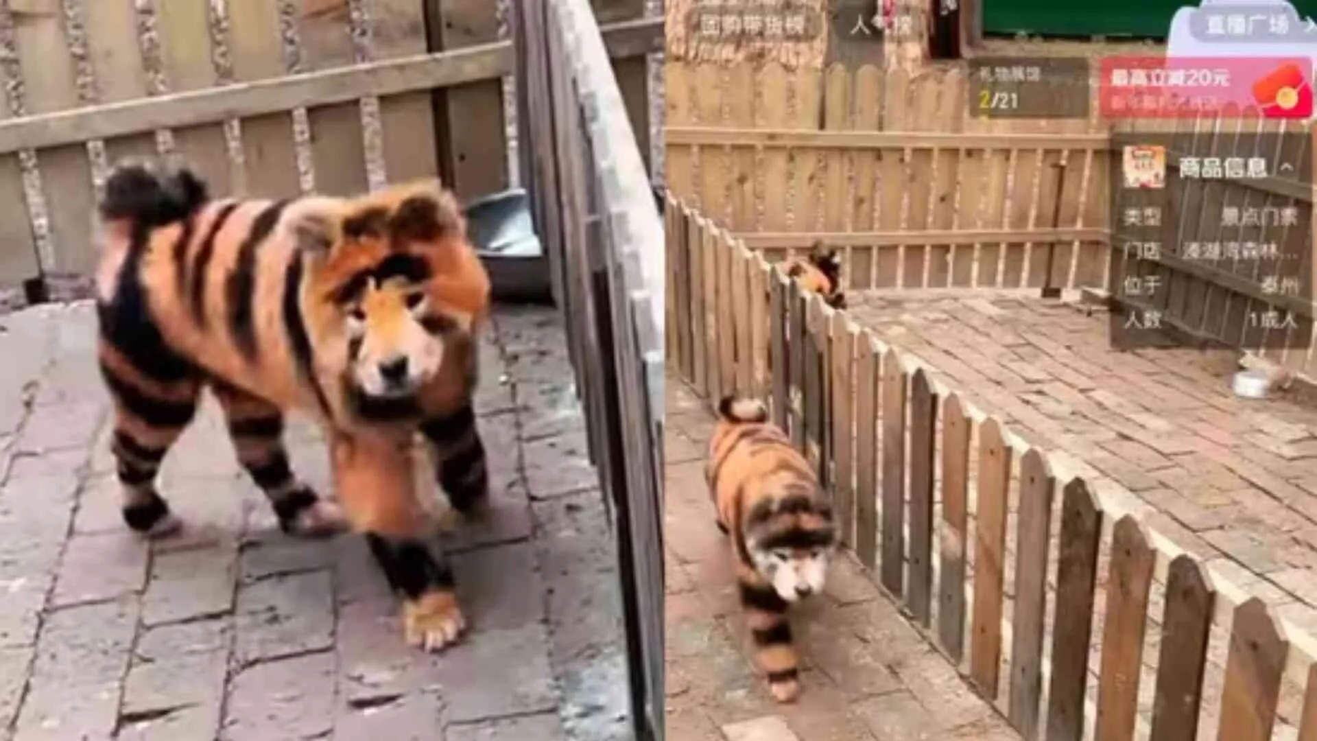 China Zoo Paints Chow Chow Dogs to Resemble Tigers, Internet Outraged