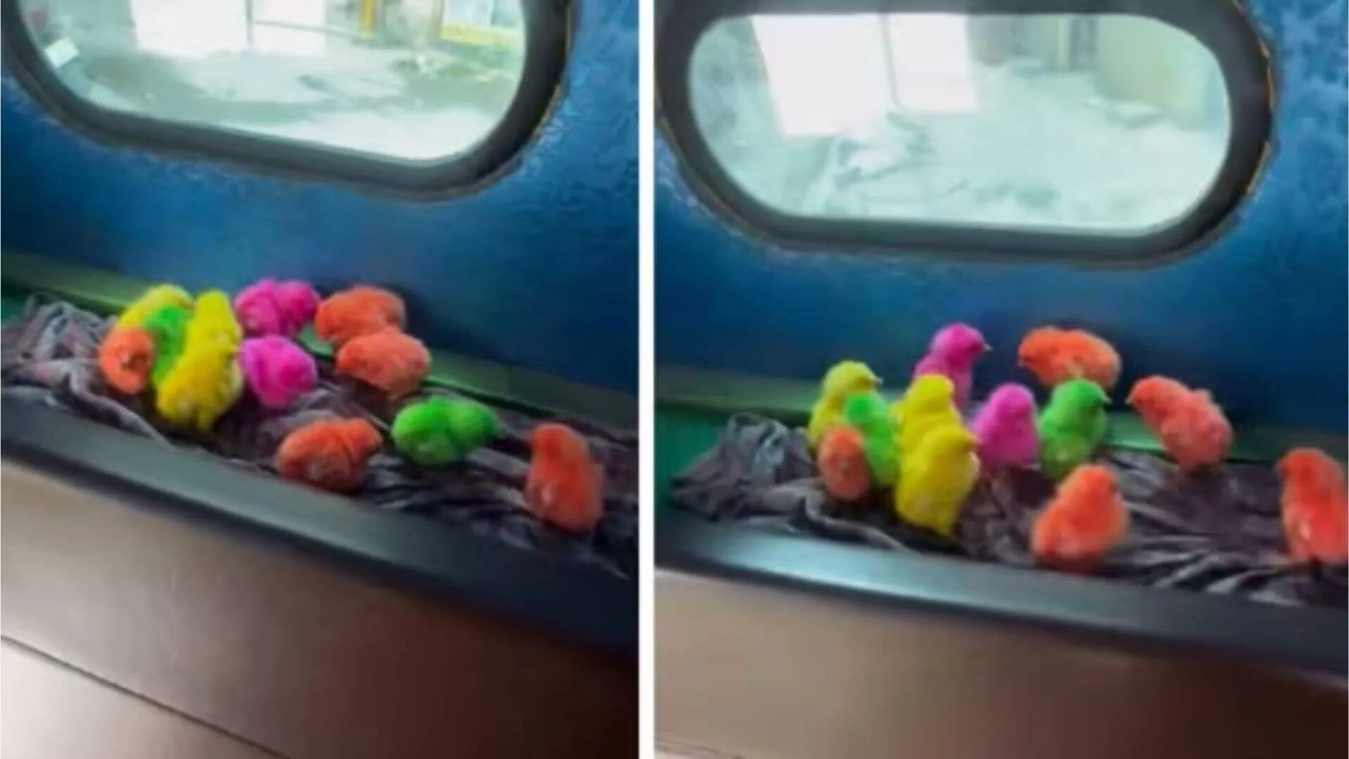 Chirping Baby Birds in Bengaluru Auto Melt Hearts Online | WATCH