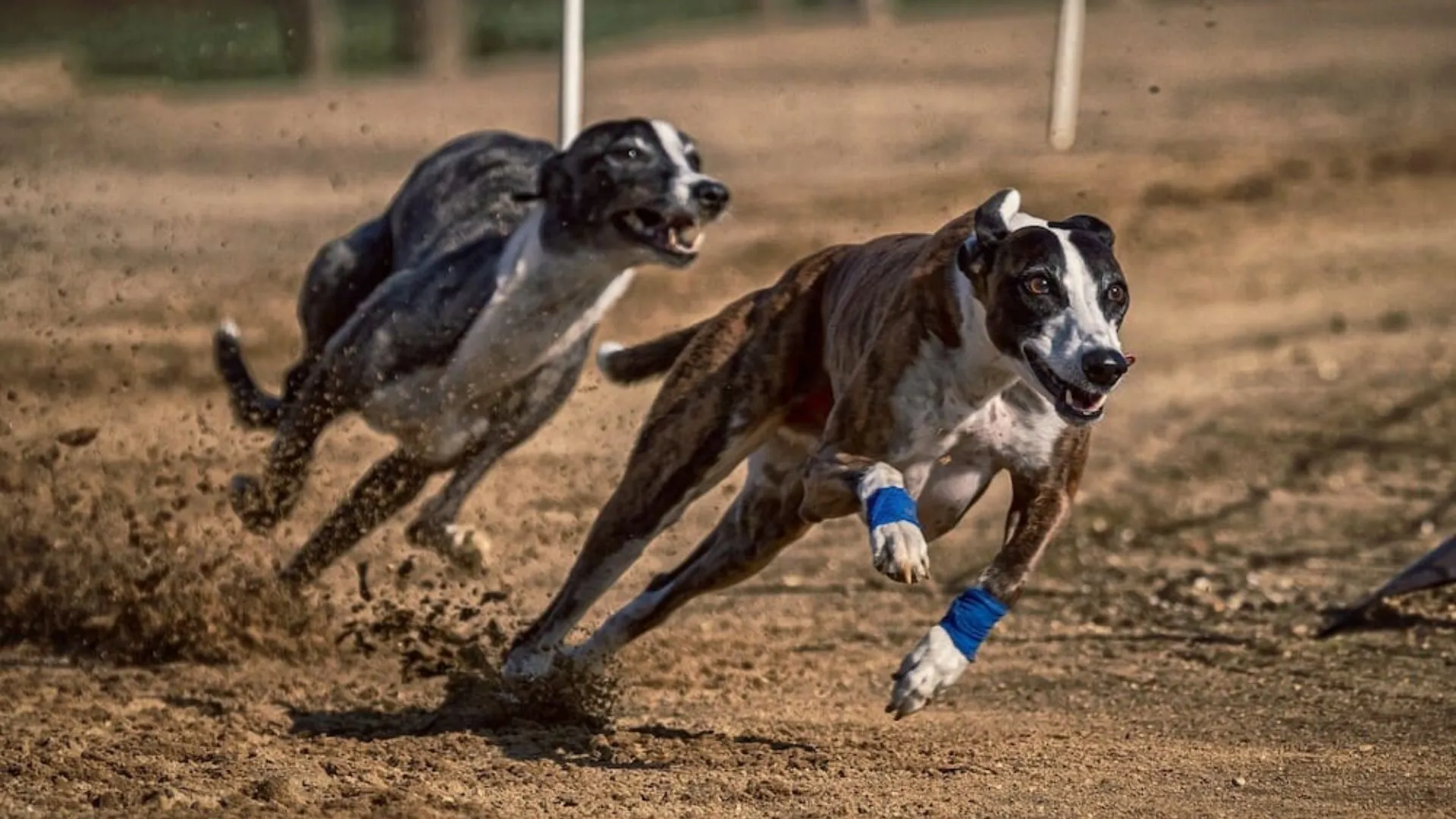 FIR Filed in Rupnagar After PETA India Complains About Illegal Greyhound Racing Event