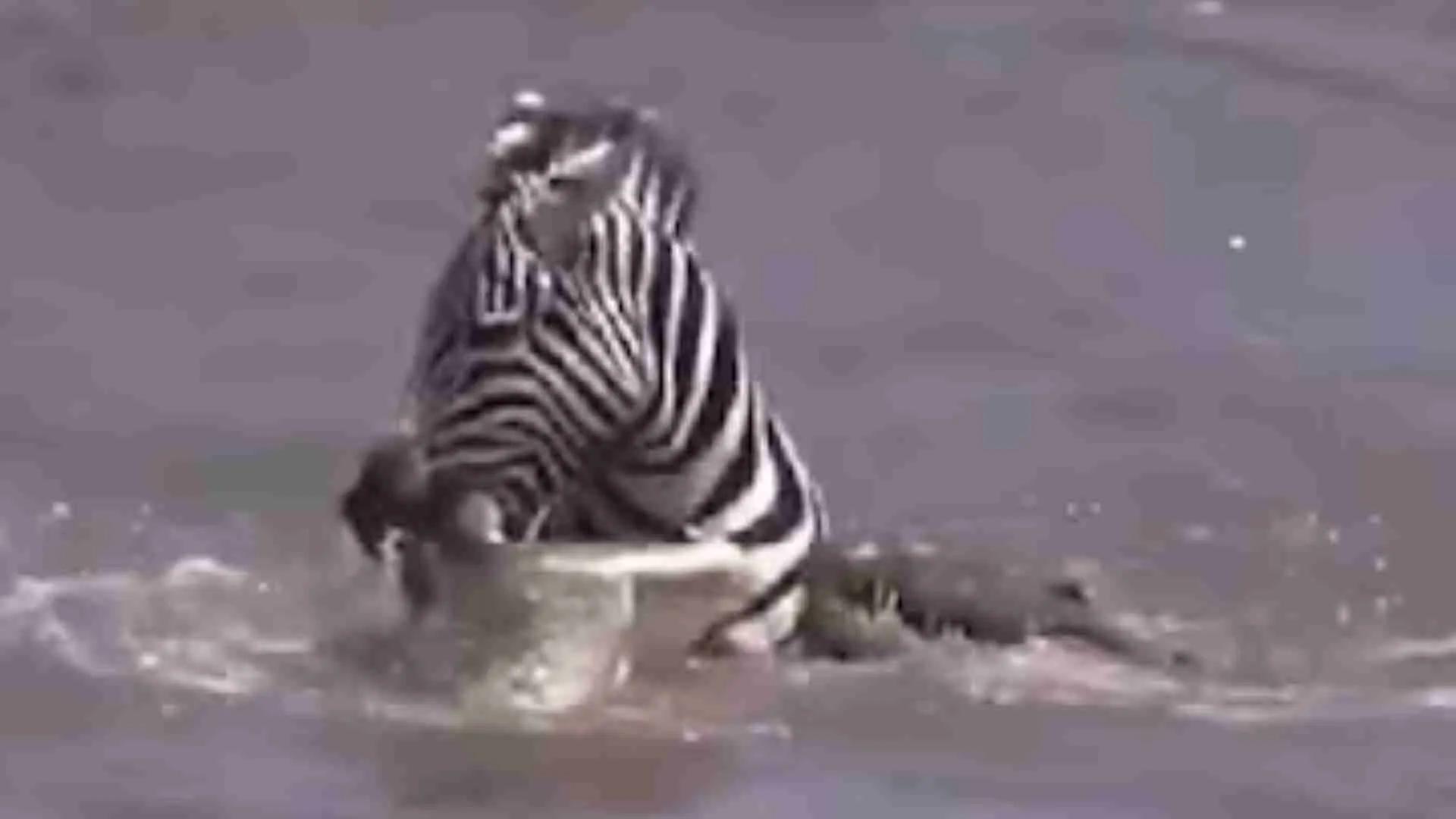 Fierce Fight: Zebra Overcome A Crocodile’s Deadly Attack | WATCH