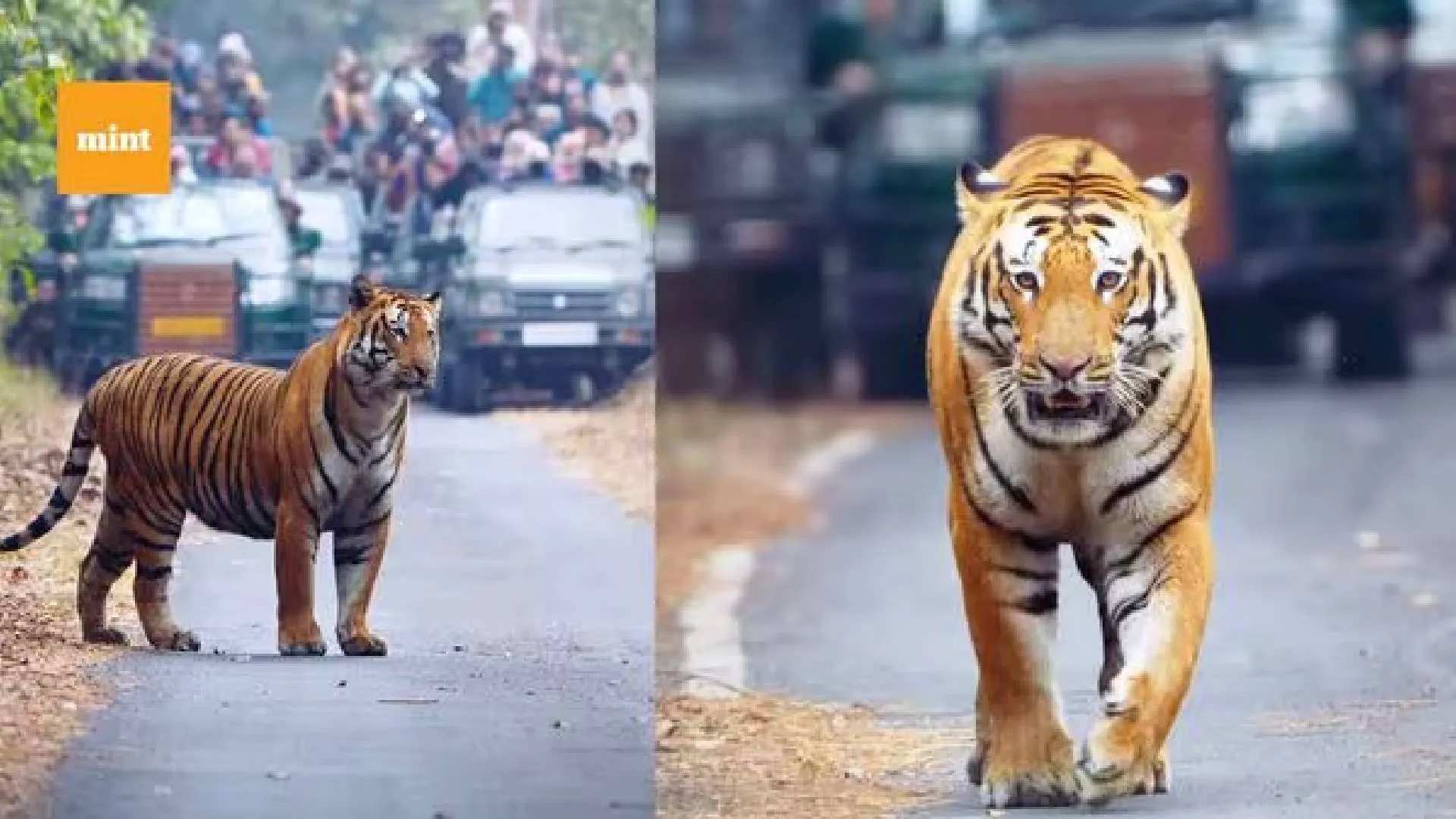 Watch: Wildlife Photographer Capture Majestic Royal Walk of Tiger Rocket