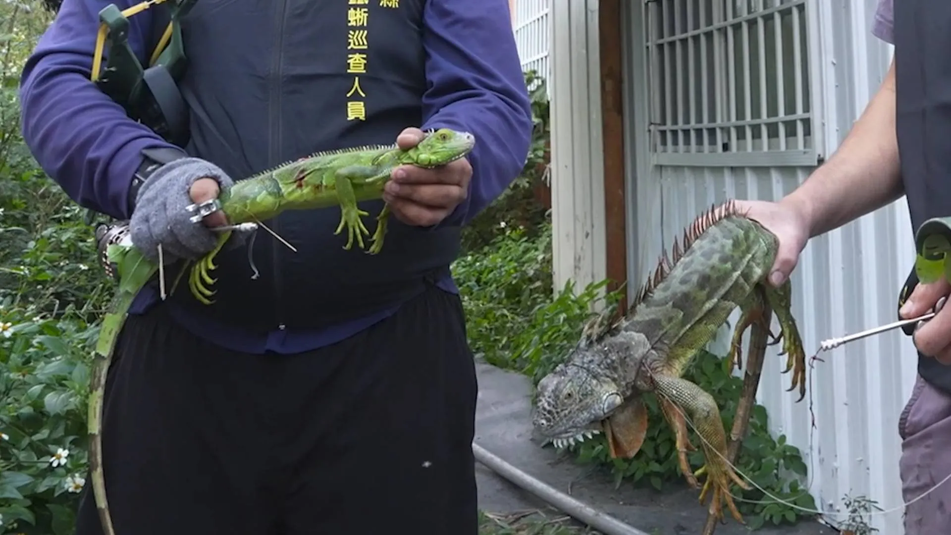 Taiwan to Pay Bounty for 120,000 Green Iguanas Destroying Crops