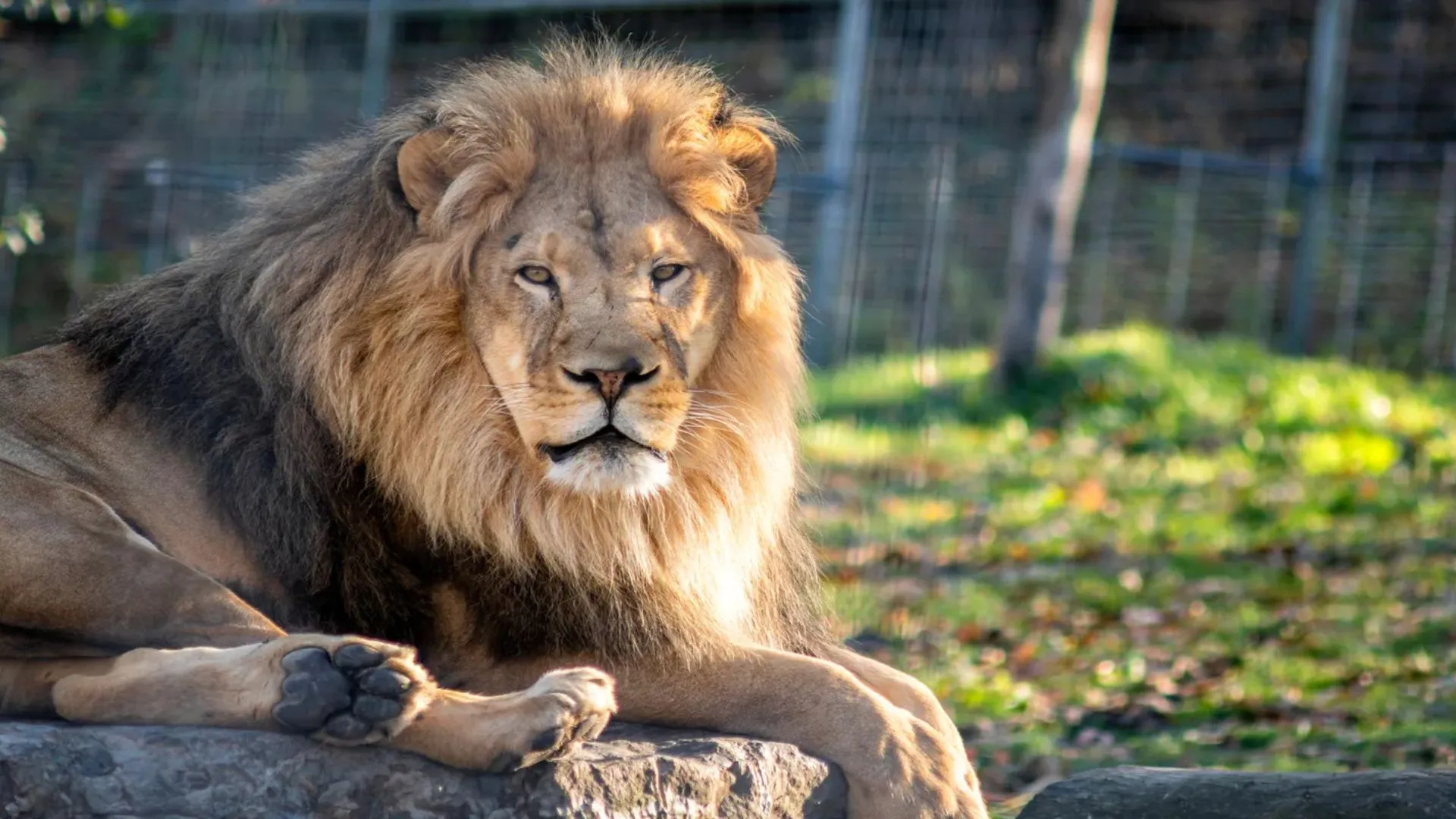 Pakistani Man Mauled After Entering Lion’s Cage For TikTok Video