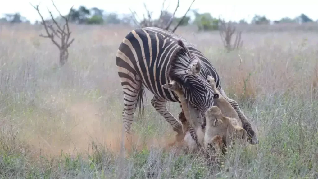 Stunning Photos Capture Zebra Standing Over Lion 